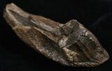 Massive, High Quality Triceratops Tooth #2341-1